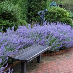 Walker's Low Catmint 11 Walker's Low Catmint -Plant Series nepeta walkers low catmint 4