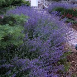 Walker's Low Catmint 16 Walker's Low Catmint -Plant Series nepeta walkers low catmint 6