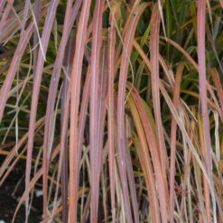 'Oktoberfest' Maiden Grass -Plant Series oktoberfest miscanthus 3
