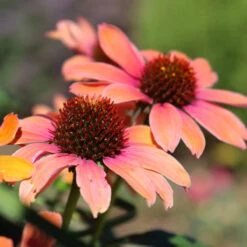 Color Coded™ 'Orange You Awesome' Coneflower -Plant Series orange you awesome coneflower 1