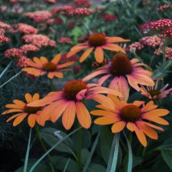 Color Coded™ 'Orange You Awesome' Coneflower -Plant Series orange you awesome coneflower 3