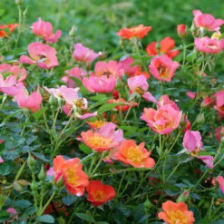 Oso Easy® Hot Paprika® Rose 21 Oso Easy® Hot Paprika® Rose -Plant Series oso easy hot paprika rose 10