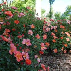 Oso Easy® Hot Paprika® Rose 22 Oso Easy® Hot Paprika® Rose -Plant Series oso easy hot paprika rose 11