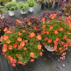 Oso Easy® Hot Paprika® Rose 15 Oso Easy® Hot Paprika® Rose -Plant Series oso easy hot paprika rose 4