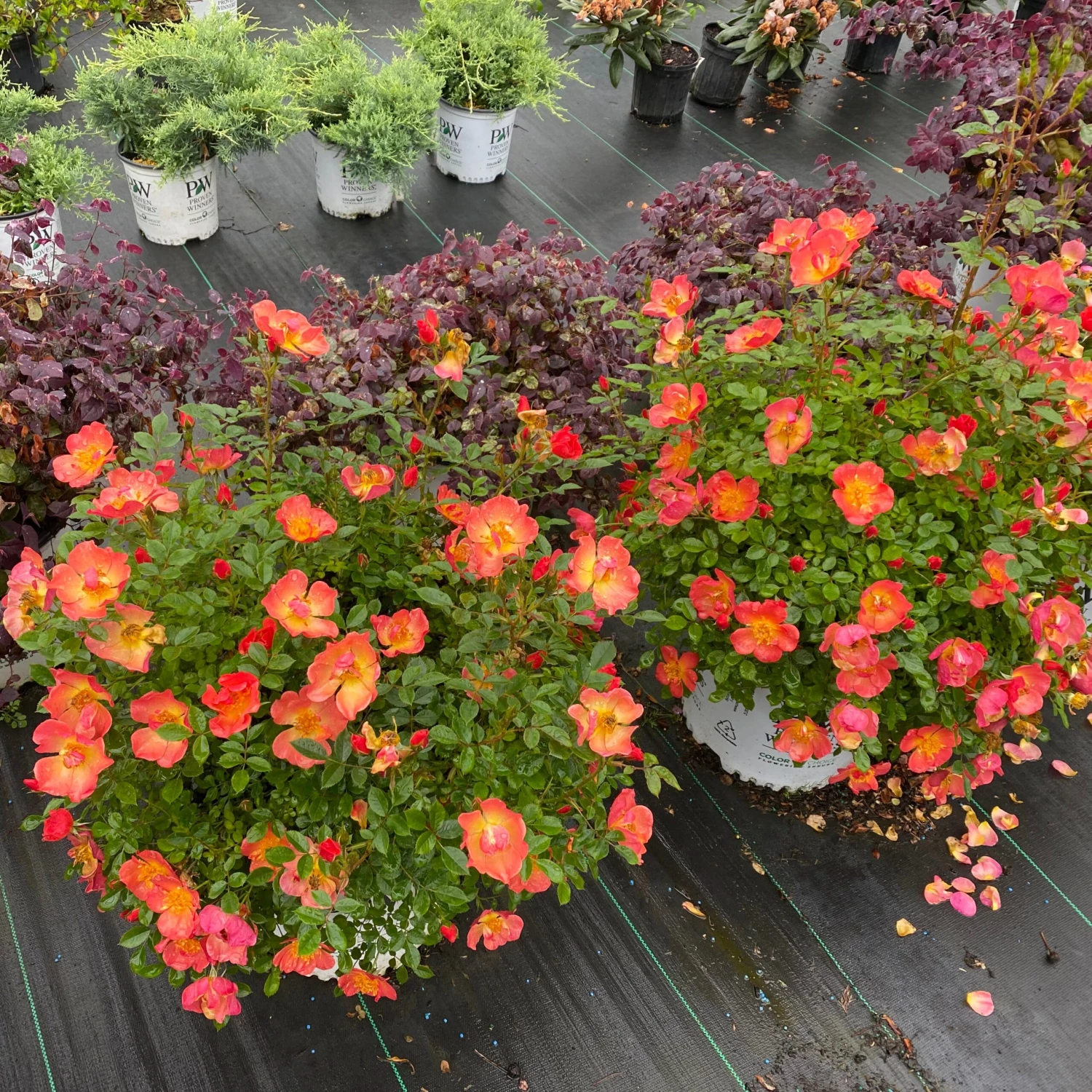 Oso Easy® Hot Paprika® Rose 5 Oso Easy® Hot Paprika® Rose - Image 3