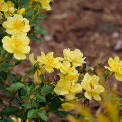 Oso Easy Lemon Zest® Rose -Plant Series oso easy lemon zest rose 7