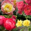 Oso Easy® Rose Collection -Plant Series oso easy rose collection