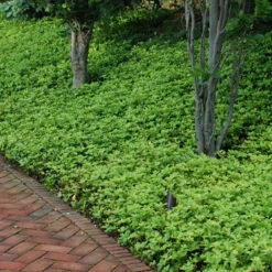 'Green Carpet' Pachysandra -Plant Series pachysandra green carpet 2