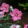 Paraplu Rouge™ Rose Of Sharon -Plant Series paraplurouge roseofsharon hibiscus 1