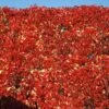 Red Wall® Virginia Creeper -Plant Series parthenocissus red wall virginia creeper 1