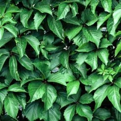 Red Wall® Virginia Creeper -Plant Series parthenocissus red wall virginia creeper 2