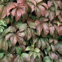Red Wall® Virginia Creeper -Plant Series parthenocissus red wall virginia creeper 3