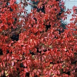 Red Wall® Virginia Creeper -Plant Series parthenocissus red wall virginia creeper 4