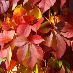 Red Wall® Virginia Creeper -Plant Series parthenocissus red wall virginia creeper 5
