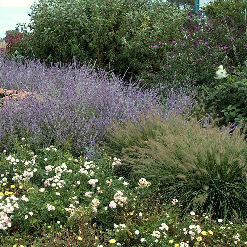 'Hameln' Fountain Grass 4 'Hameln' Fountain Grass - Image 2