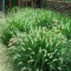 'Hameln' Fountain Grass 1 'Hameln' Fountain Grass -Plant Series pennisetum hameln dwarf fountain grass 5 sw
