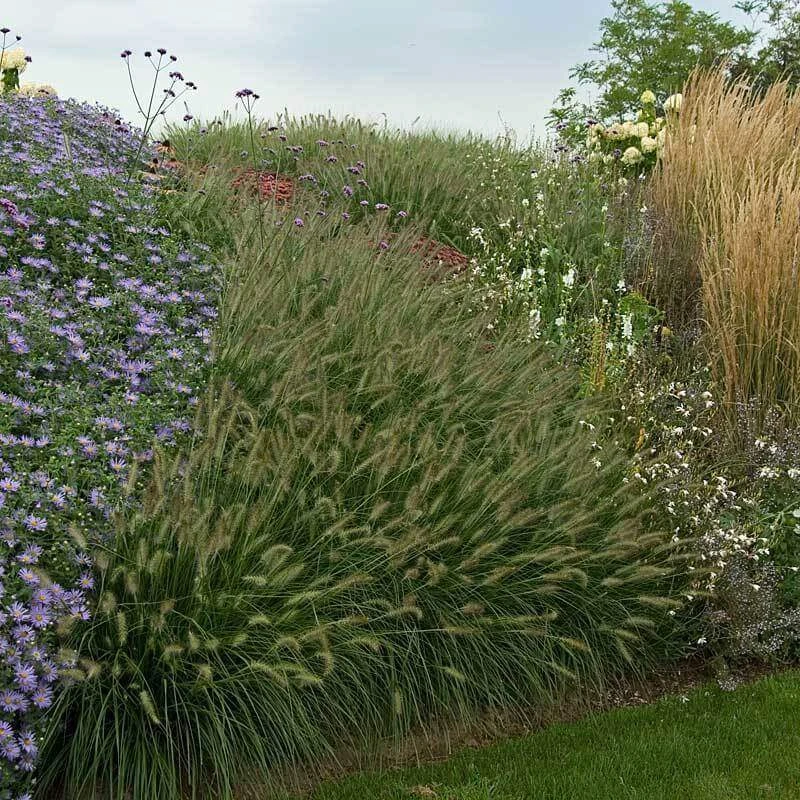'Hameln' Fountain Grass 8 'Hameln' Fountain Grass - Image 6