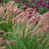 'Karley Rose' Fountain Grass 1 'Karley Rose' Fountain Grass -Plant Series pennisetum karley rose 1 sw