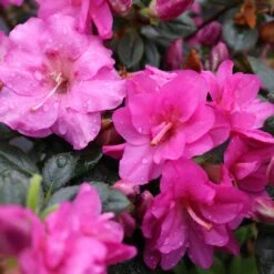 Perfecto Mundo® Double Purple Reblooming Azalea -Plant Series perfecto mundo double purple azalea 5