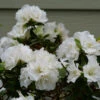 Perfecto Mundo® Double White Reblooming Azalea -Plant Series perfecto mundo double white reblooming azalea 1
