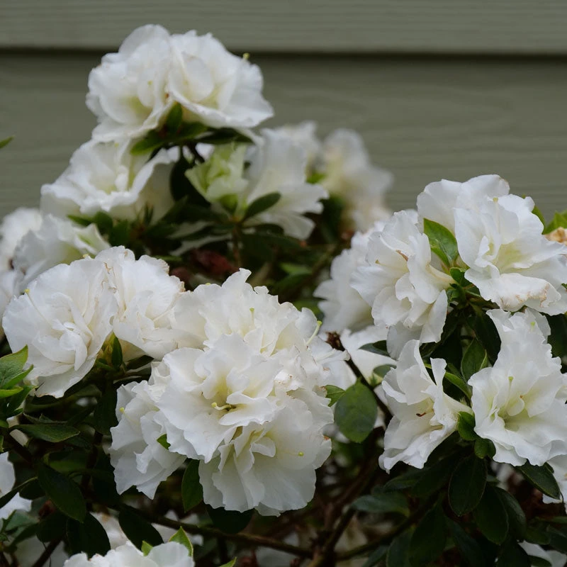 Perfecto Mundo® Double White Reblooming Azalea 3 Perfecto Mundo® Double White Reblooming Azalea
