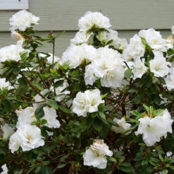 Perfecto Mundo® Double White Reblooming Azalea 7 Perfecto Mundo® Double White Reblooming Azalea -Plant Series perfecto mundo double white reblooming azalea 2