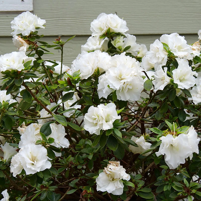 Perfecto Mundo® Double White Reblooming Azalea 4 Perfecto Mundo® Double White Reblooming Azalea - Image 2