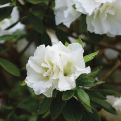 Perfecto Mundo® Double White Reblooming Azalea 8 Perfecto Mundo® Double White Reblooming Azalea -Plant Series perfecto mundo double white reblooming azalea 3