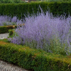 Russian Sage -Plant Series perovskia atriplicifolia russian sage 3