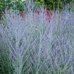 Russian Sage -Plant Series perovskia atriplicifolia russian sage 4