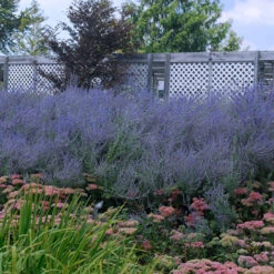 Russian Sage -Plant Series perovskia atriplicifolia russian sage 5