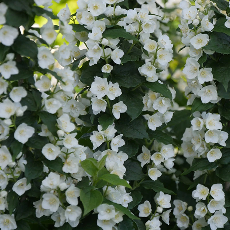 Illuminati Tower® Mock Orange 3 Illuminati Tower® Mock Orange