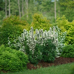 Illuminati Tower® Mock Orange 10 Illuminati Tower® Mock Orange -Plant Series philadelphus illuminati tower 3