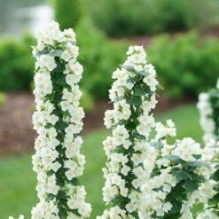 Illuminati Tower® Mock Orange 11 Illuminati Tower® Mock Orange -Plant Series philadelphus illuminati tower 4