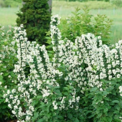 Illuminati Tower® Mock Orange 12 Illuminati Tower® Mock Orange -Plant Series philadelphus illuminati tower 5