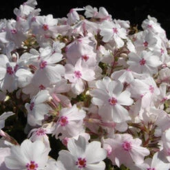 'Amazing Grace' Creeping Phlox