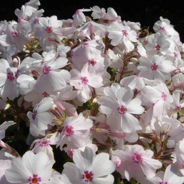 'Amazing Grace' Creeping Phlox 3 'Amazing Grace' Creeping Phlox