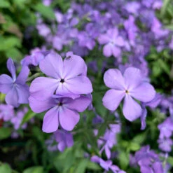 'Blue Moon' Woodland Phlox -Plant Series phlox divaricata blue moon 1