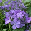 'Blue Moon' Woodland Phlox 1 'Blue Moon' Woodland Phlox -Plant Series phlox divaricata blue moon 2