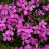 'Magenta Sprite' Hybrid Spring Phlox -Plant Series phlox magenta sprite 1