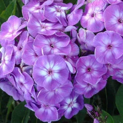 'Laura' Phlox
