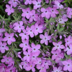 'Rose Sprite' Hybrid Spring Phlox -Plant Series phlox rose sprite 1