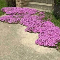 'Drummond's Pink' Creeping Phlox 8 'Drummond's Pink' Creeping Phlox -Plant Series phlox subulata drummonds pink creeping phlox 3 sw