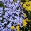 'Emerald Blue' Creeping Phlox 1 'Emerald Blue' Creeping Phlox -Plant Series phlox subulata emerald blue 1 sw