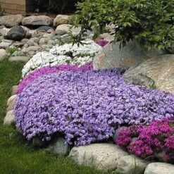 'Emerald Blue' Creeping Phlox -Plant Series phlox subulata emerald blue 3 sw