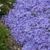 'Violet Pinwheels' Creeping Phlox -Plant Series phlox violet pinwheels creeping phlox 2 800x800 dda5ad5