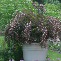 Summer Wine® Ninebark 8 Summer Wine® Ninebark -Plant Series physocarpus summer wine 3