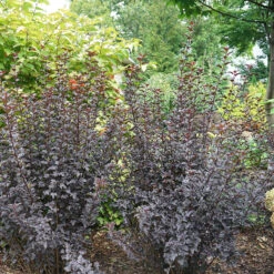 Summer Wine® Black Ninebark -Plant Series physocarpus summer wine black 1