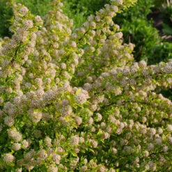 Tiny Wine® Gold Ninebark 7 Tiny Wine® Gold Ninebark -Plant Series physocarpus tiny wine gold 2