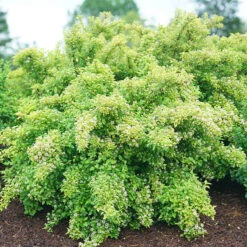 Tiny Wine® Gold Ninebark 8 Tiny Wine® Gold Ninebark -Plant Series physocarpus tiny wine gold 3